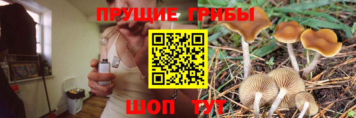 Галлюциногенные грибы прущие грибы  где продают   Гай 